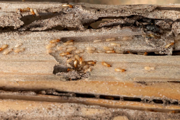 Spider Control Near Me in Sanford, CO